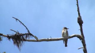 Olivesided Flycatcher [upl. by Reffinej589]