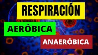 RESPIRACIÓN AERÓBICA Y ANAERÓBICA [upl. by Edrick242]