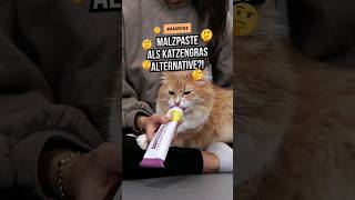 Malzpaste für Katzen  eine ALTERNATIVE zu Katzengras 🌳 katzenwissen katzenliebe katzenleben [upl. by Hassett]