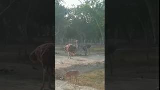 Markhor Zebra Ostrich amp other Animalsbeautifulamazingshortsyoutubers [upl. by Slohcin654]