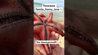 SEASTAR ⭐️ МОСКИЕ ЗВЕЗДЫ🤩 seastar ocaen travel earthbaby счастье sunset sun paradise asia [upl. by Branch688]