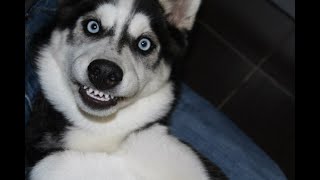 Funniest Husky Videos  Funny And Cute Dog Videos Compilation [upl. by Elledoj]