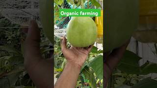 Terrace Gardening Guide Bottle Gourd Farming Made Easy organic vegetables bottlegourd rainfed [upl. by Yanehc955]