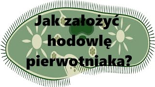 Hodowle karmowe Jak założyć hodowlę pierwotniaka [upl. by Gnanmos]