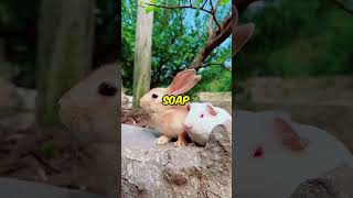 Rabbit Gets Trapped 😭 [upl. by Aneg]