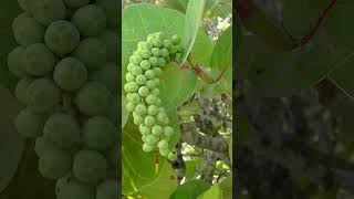 Seagrape Coccoloba uvifera in Buckwheat Family Polygonaceae  Observed in Description [upl. by Makell]