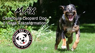 Ecollar Training MAX Catahoula Leopard Dog [upl. by Cherise]