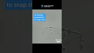 Is it possible  Microscale robotics for single cell manipulation 🤯 robotic tech robot science [upl. by Thaddeus]