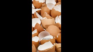 Use Eggshells as Biodegradable Seed Starters [upl. by Anastasio]