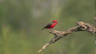 Vermilion Flycatcher male flying in slowmotion eating insects [upl. by Clyve]