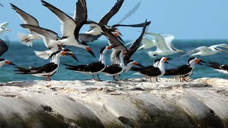 Black Skimmers [upl. by Ayifas296]