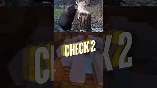 Beavers Secret to Felling Trees The Cracking Sound Trick 🦫🌳animalfacts shorts [upl. by Olson]