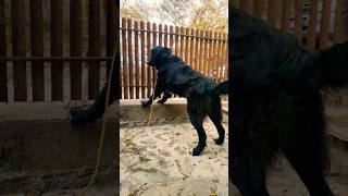 Gruia 🇹🇩 Ciobănesc Românesc Corb dog doglover youtube [upl. by Eiznekam136]