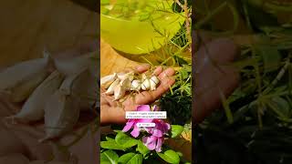 Grow 6 Plants With Pesticidal PropertiesRecipeघर पर जैविक कीटनाशक उगाएंashasgardenstoryshorts [upl. by Enelia337]