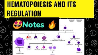 Hematopoiesis and its Regulation  Notes in detail 🔥🤩😎 [upl. by Ynes]