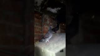 😱💫🕊️🔥 Fancy Black Pathay Shok karain Subscribe for more music animeedit birds pigeon [upl. by Aes]