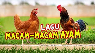 LAGU MACAMMACAM AYAM I AYAM ALE [upl. by Pahl918]