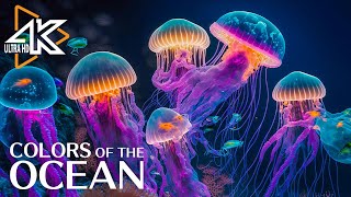 The Ocean 4K  Captivating Moments with Jellyfish and Fish in the Ocean  Relaxation Video 2 [upl. by Eluk]