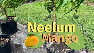 Late season Indian Mango Neelum fruiting in a 25 gallon pot [upl. by Airdnal910]