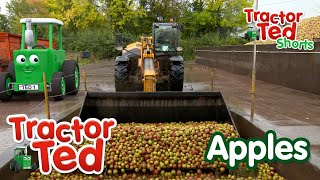 Lets Look at Apples 🍎  Tractor Ted Shorts  Tractor Ted Official Channel [upl. by Enaitsirk]