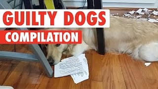 Guilty Dogs Video Compilation 2017 [upl. by Htur144]