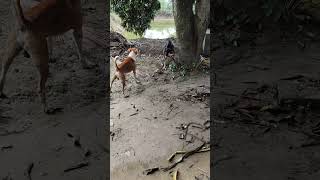 dog sounds angry shorts youtube viral [upl. by Leanard]