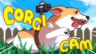 Jets Corgi Cam [upl. by Reel]