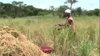 Improving food security and agricultural livelihoods in Northern Uganda [upl. by Yahs]