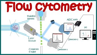 Flow cytometry  basic principles  What the use of flow cytometry   Cell sorting by FACS [upl. by Kerrie]