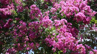 Cuidados de Lagerstroemia indica  Crespón  Árbol de Júpiter  Espumilla  Júpiter  Crepe [upl. by Patty]