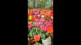 A MUST EXPERIENCE  The Tulip Festival in Holland keukenhof tulipfestival netherlands holland [upl. by Atilef291]