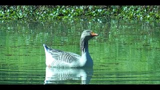 Greylag Goose in wetland [upl. by Nahgaem]