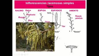 Clase 6 Inflorescencia [upl. by Nyvlem200]