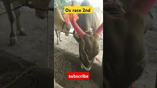 Ox Race 2nd bhojpuri song viralvideo newsong trending [upl. by Alehs326]