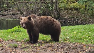 🐻🐻Bärenwald Müritz  Rundgang [upl. by Luana333]