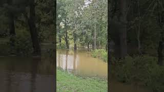 Rainfall and flood channel Milton keynes swans 24september [upl. by Atnuahs318]