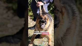 3 Signs That Your German Shepherd Could Become Aggressive and Dangerous shorts dog dogtraining [upl. by Barncard618]