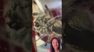 Credo nature spider tarantula animals [upl. by Haze238]