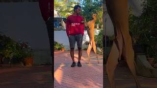 Trained dogs dogshorts dogtraining chippiparai malinois pets trendingsong [upl. by Enaitsirk777]