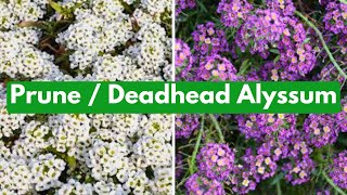 Cut Back Alyssum For More Blooms [upl. by Rawlinson]