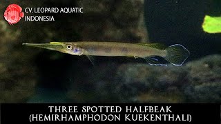 Hemirhamphodon kuekenthali The THREE SPOTED HALFBEAK Leopard Aquatic P013A [upl. by Lolanthe136]