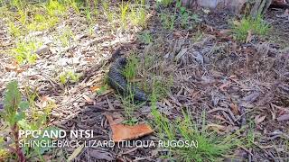 The Shingleback Lizard [upl. by Jaf]