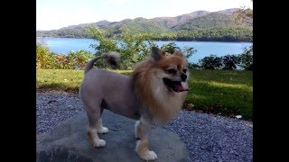 How to Pomeranian Lion Cut [upl. by Naryt]