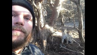 TRAPPING BOBCAT quotUSING A DIRT HOLE SETquot [upl. by Klockau]