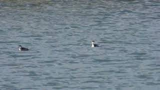 Blacknecked Grebe Svasso piccolo Podiceps nigricollis [upl. by Avle]