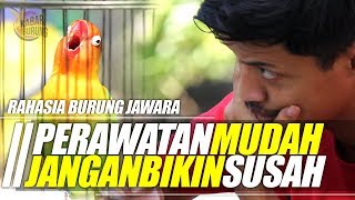 RAHASIA BURUNG JAWARA 2  Perawatan mudah Lovebird konslet Nasional [upl. by Nisen]