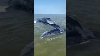 Bultrug aangespoeld op zandplaat in Waddenzee [upl. by Atled]