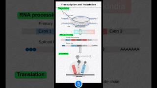 Transcription RNA Processing and translation mRNA and Protein Synthesis Ribosome mRNA and tRNA [upl. by Becht328]