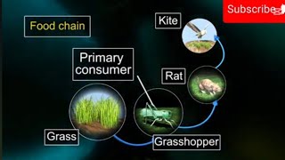 food chain and food web [upl. by Farant]