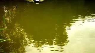 Anatec PAC carp fishing bait boat demo exclusive to baitboatsnet [upl. by Niemad857]